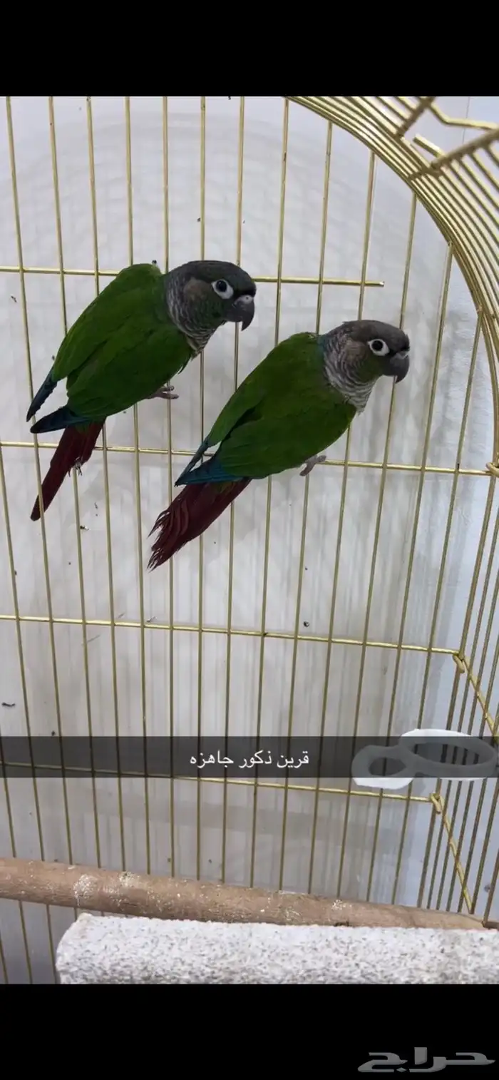 ذكرين كنيور قرين شيك 0