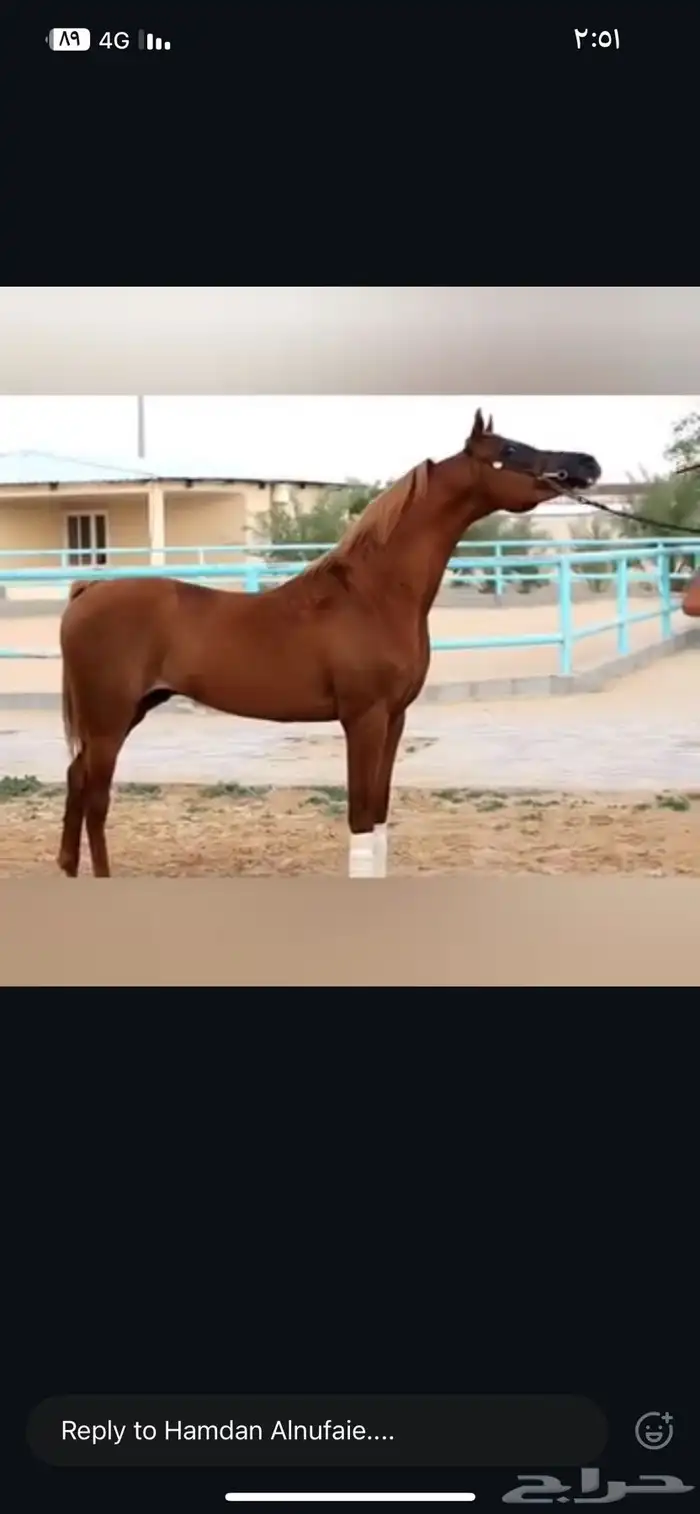 اتاحة فحل لوجه الله 5