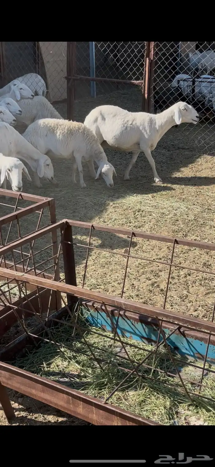 ضان دفيع 41 10