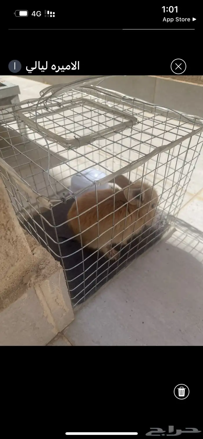 ارنب للبيع 0