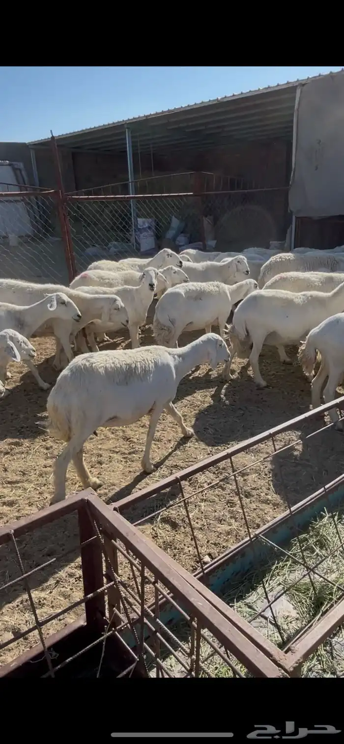 ضان دفيع 41 0