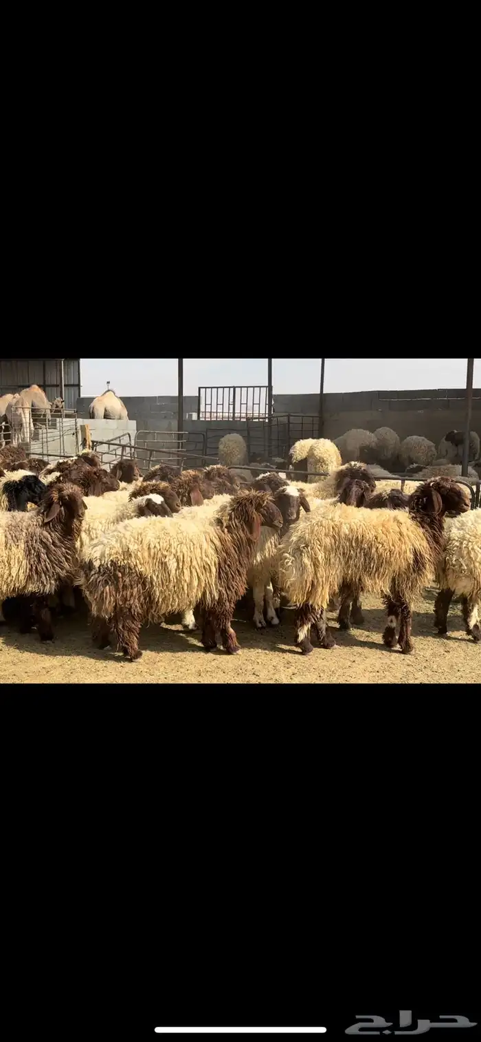 جذعات نعيم فاخره 1