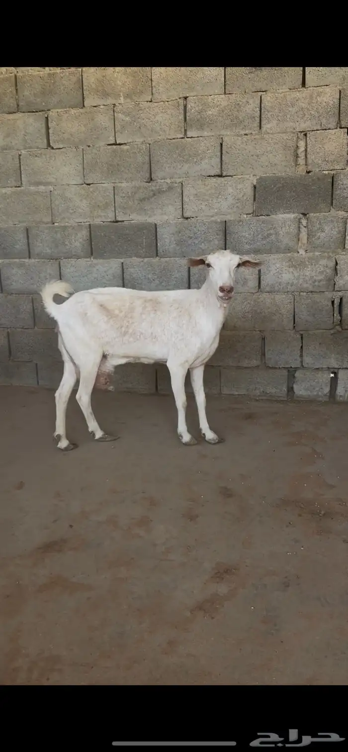 ثلاث معزا بيشيات 2