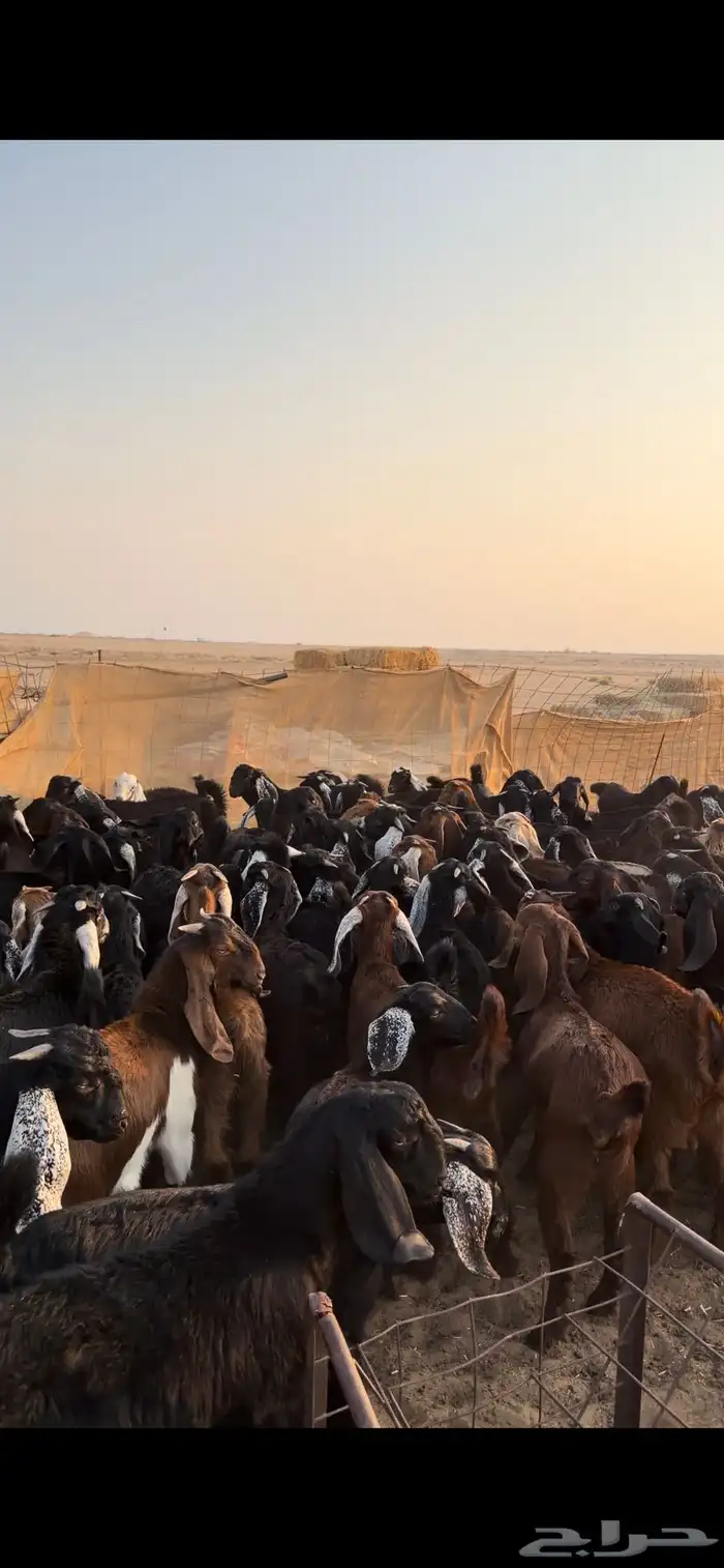 معزا مراح للبيع 10