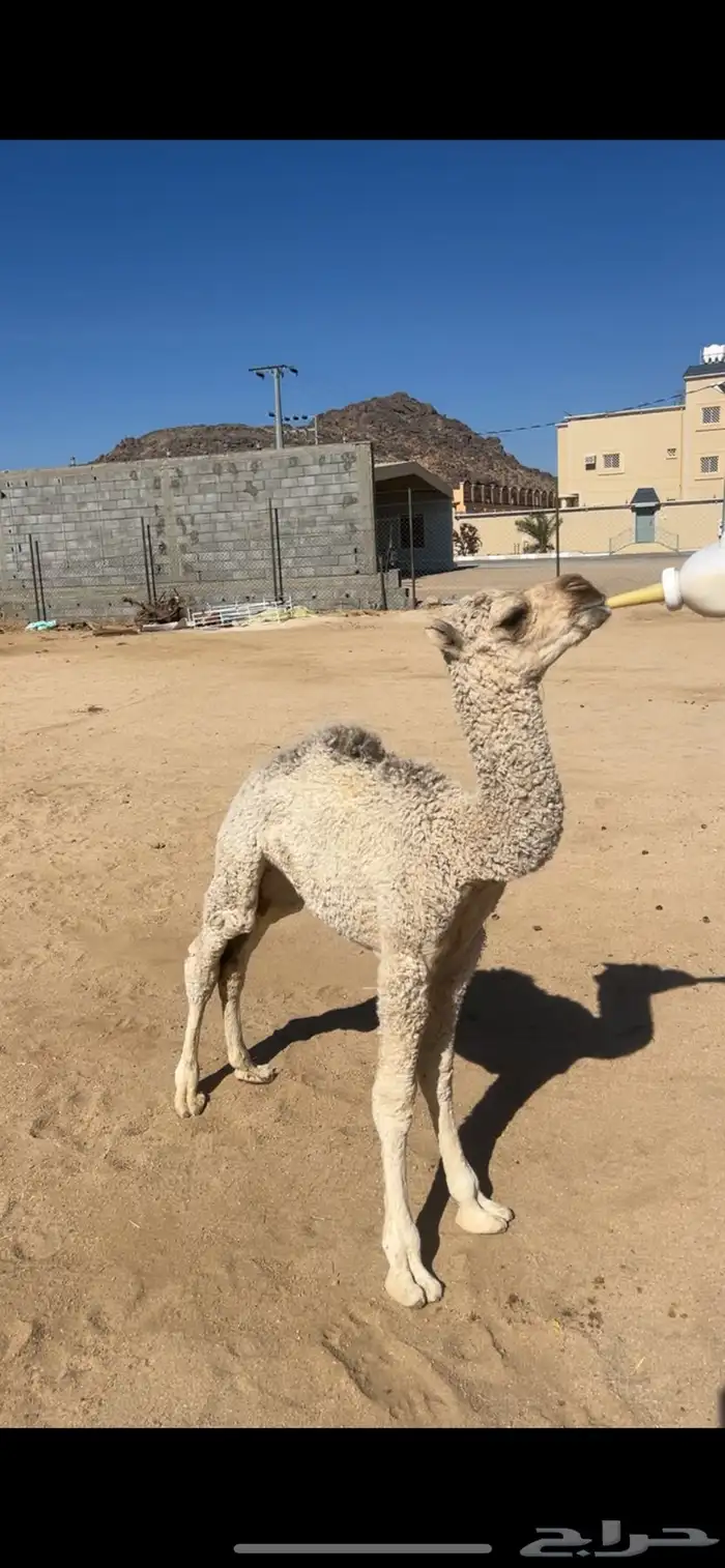 بكره ضيار عمر شهر ونص 1