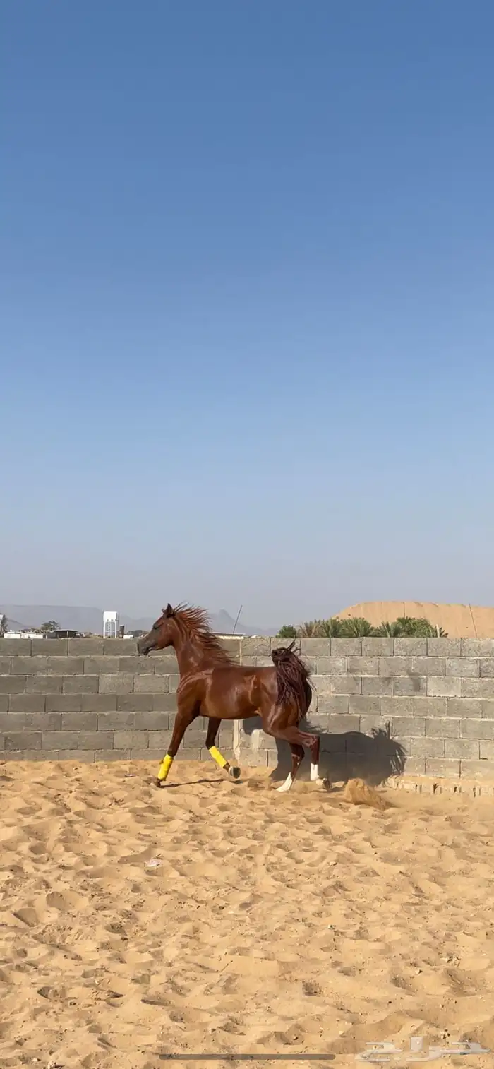 حصان للبيع شعبي 2