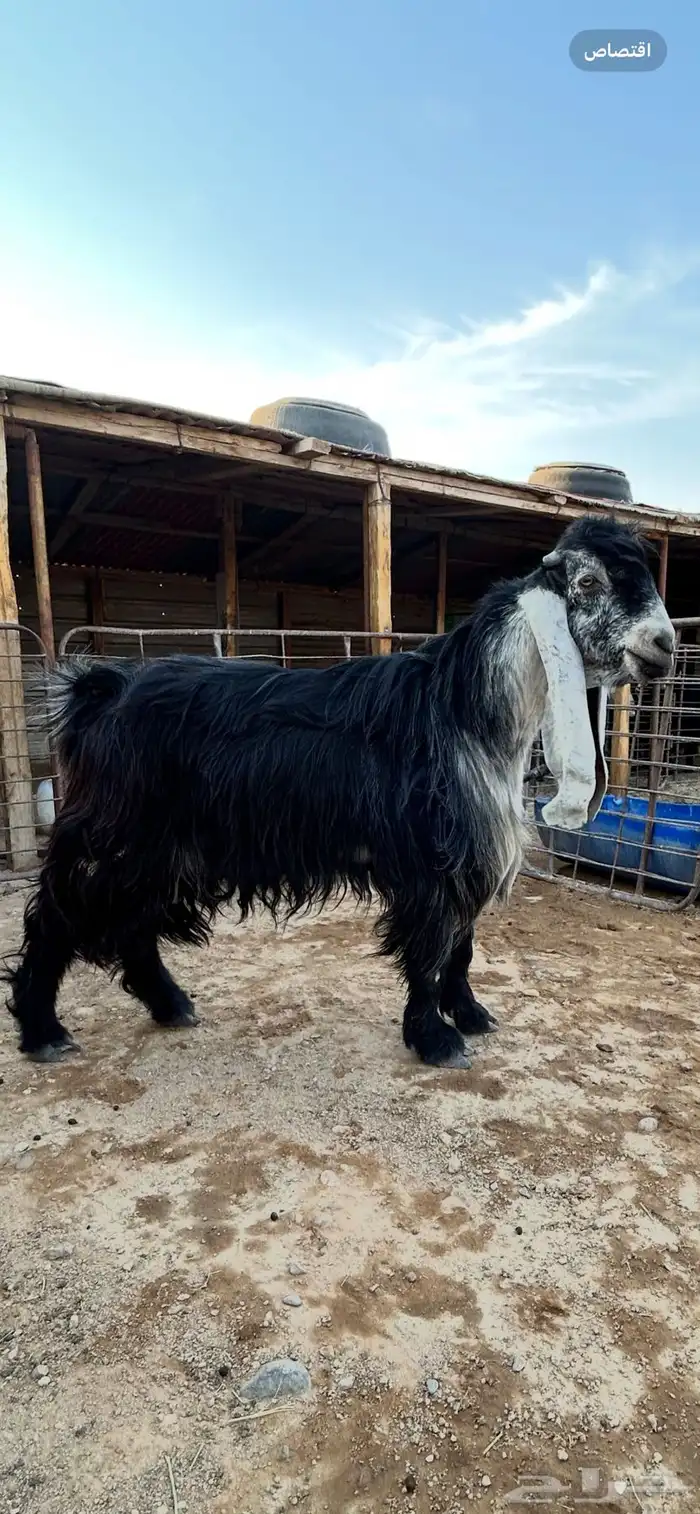 تيس عارضي صنف شعره وطرف مرسوس 0