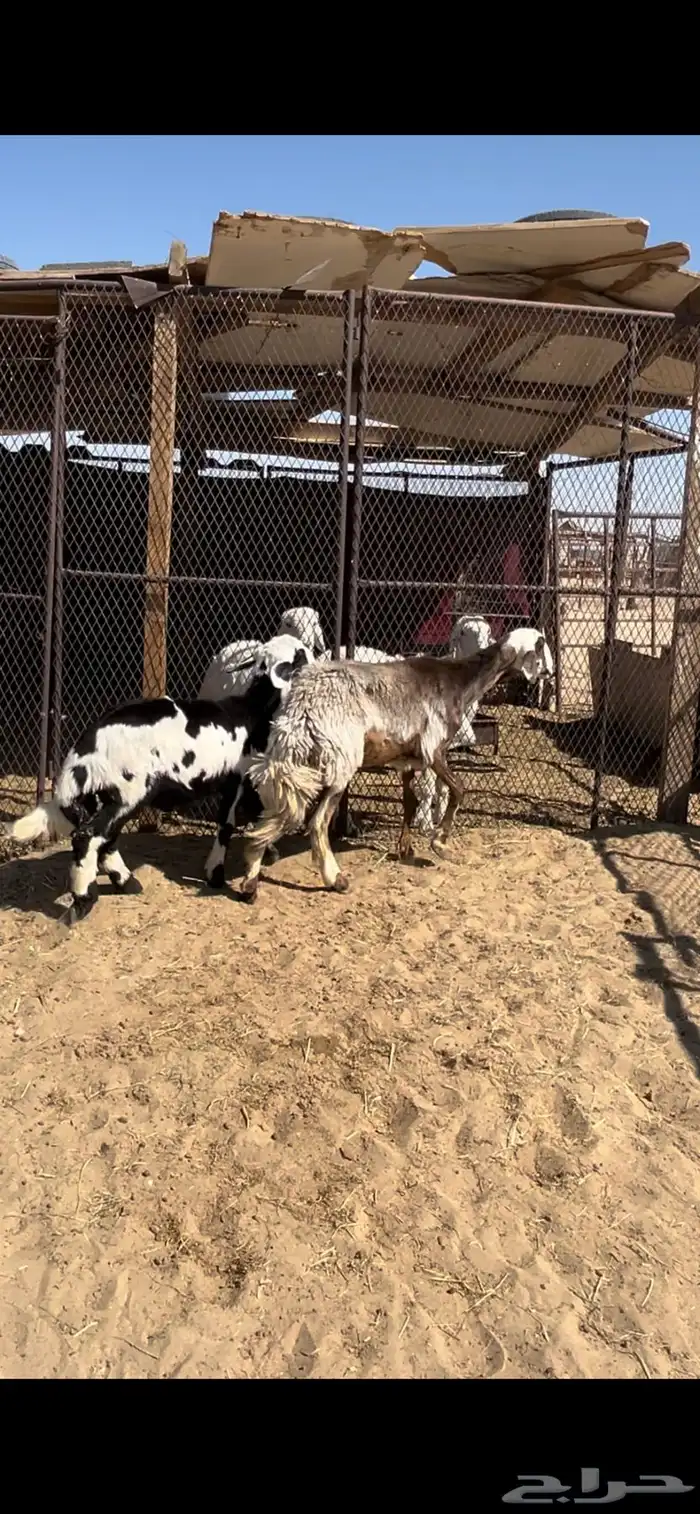 علاها خروف وطيبه جدا 1