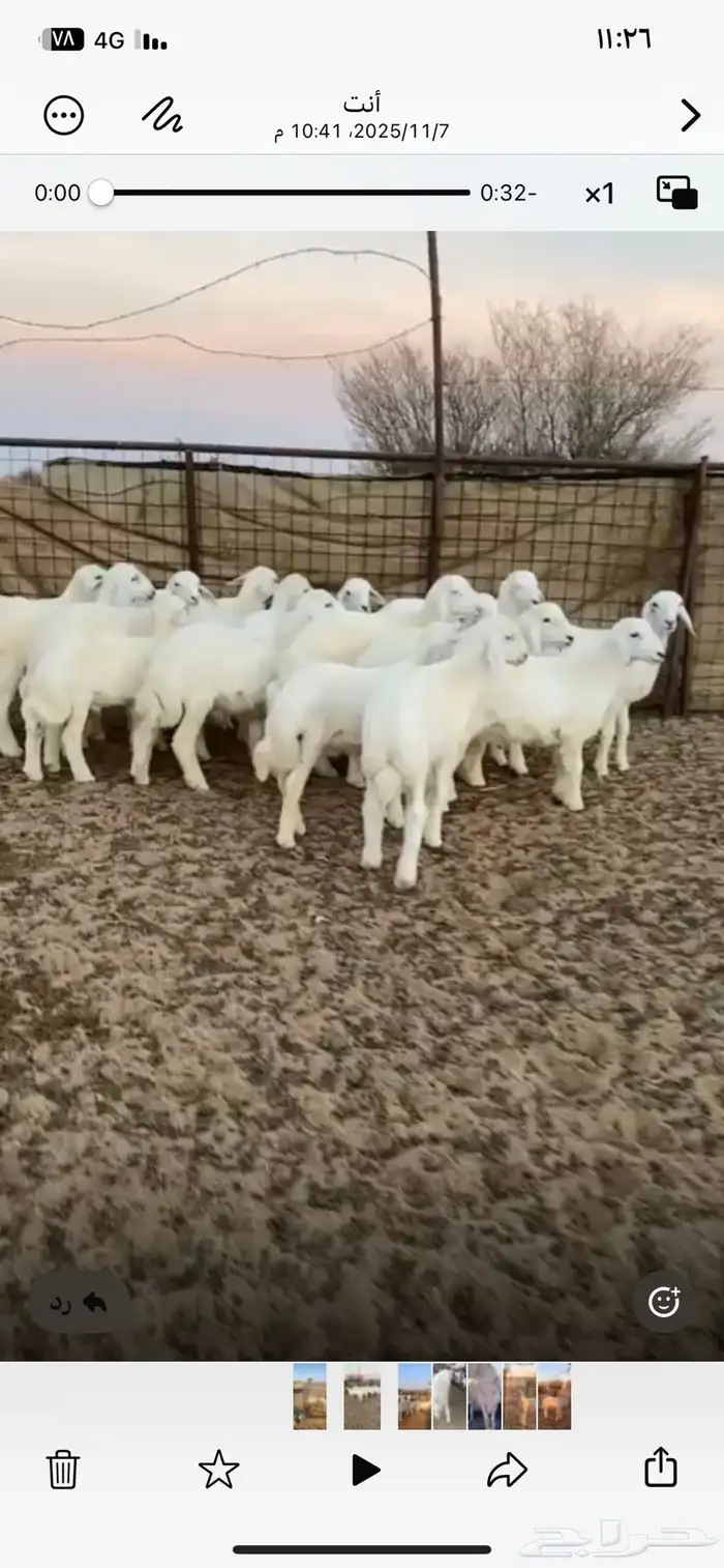 بهم تربيه محصن معوي العمر من 2 ونص الى 3 0