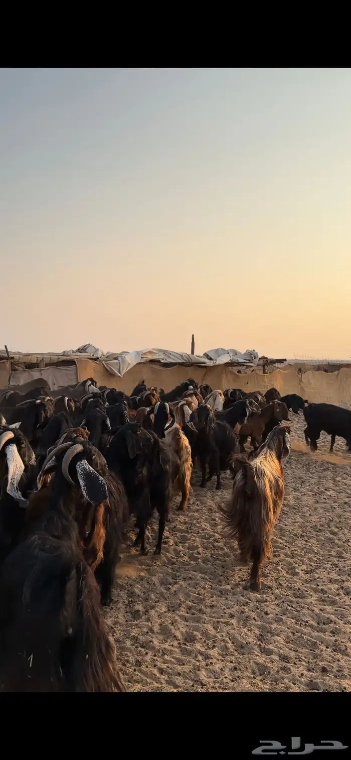 معزا مراح للبيع 8