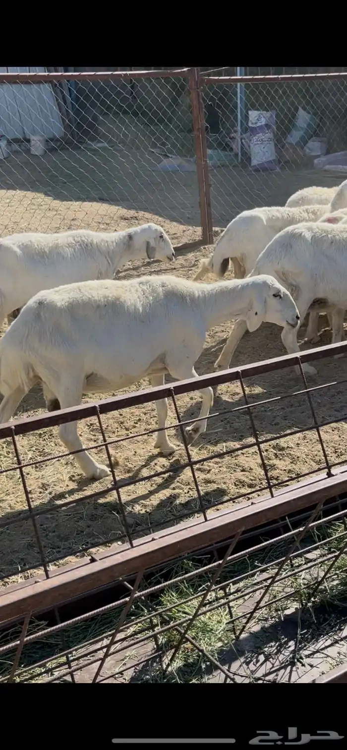 ضان دفيع 41 12