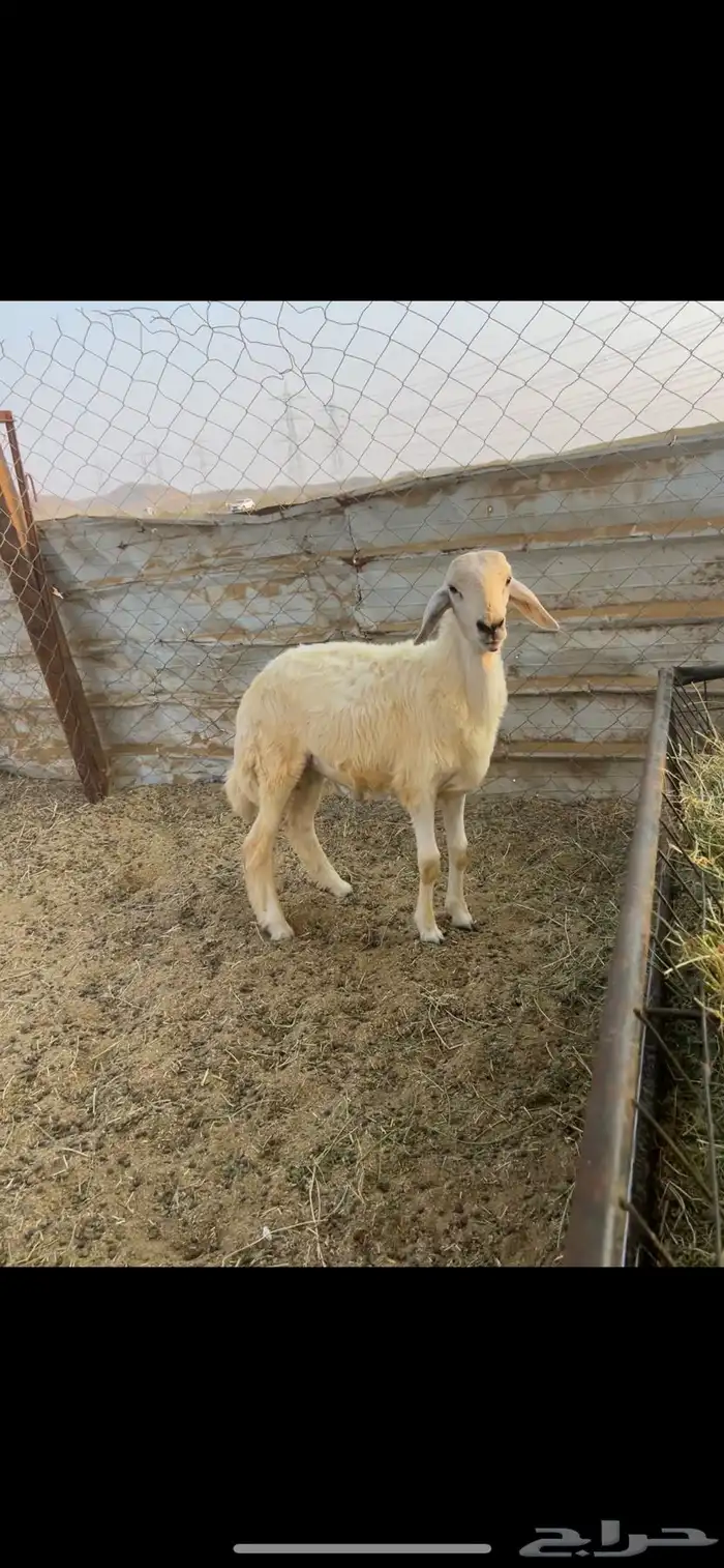 طلي. الحرازات ((تم البيع )) 2