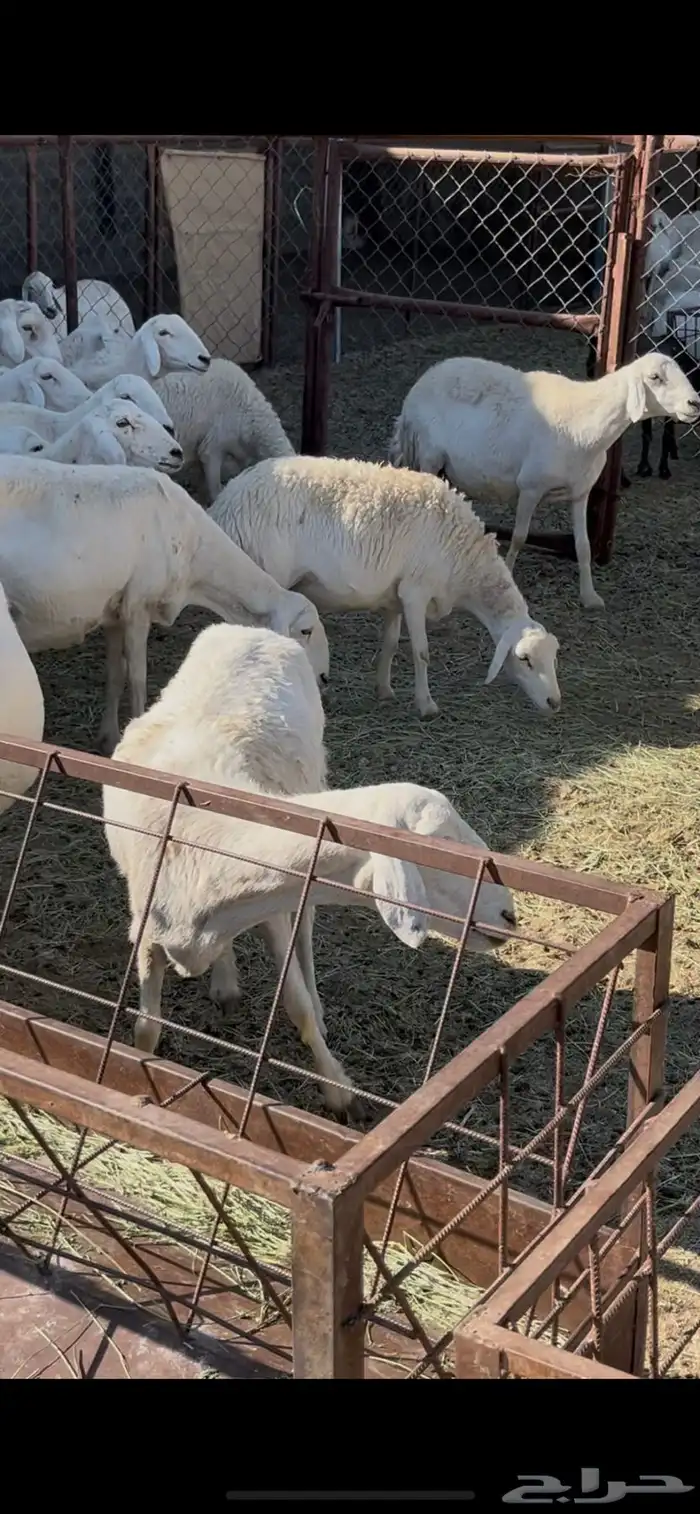 ضان دفيع 41 9