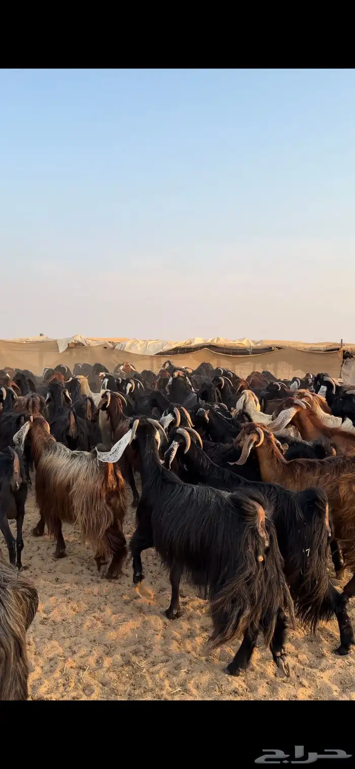 معزا مراح للبيع 2