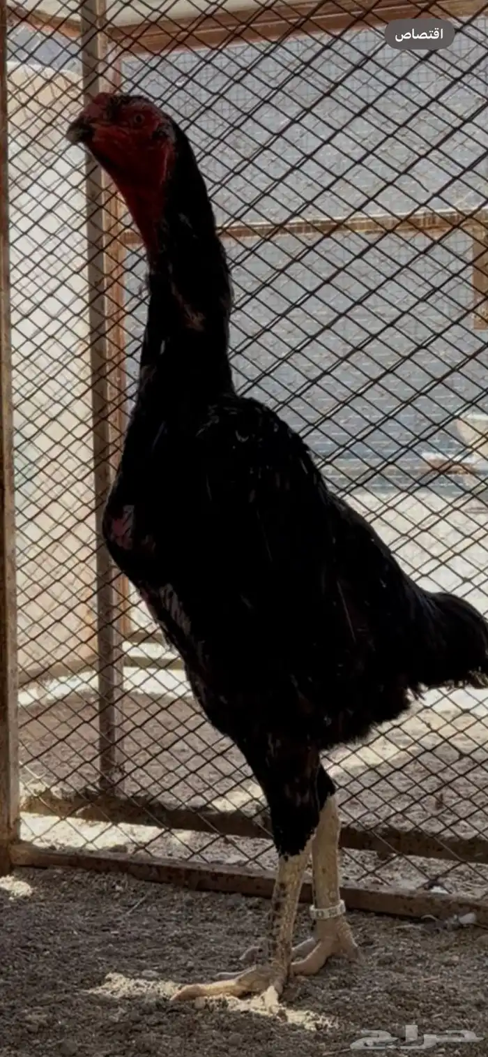 شامو الماني خارجي 0