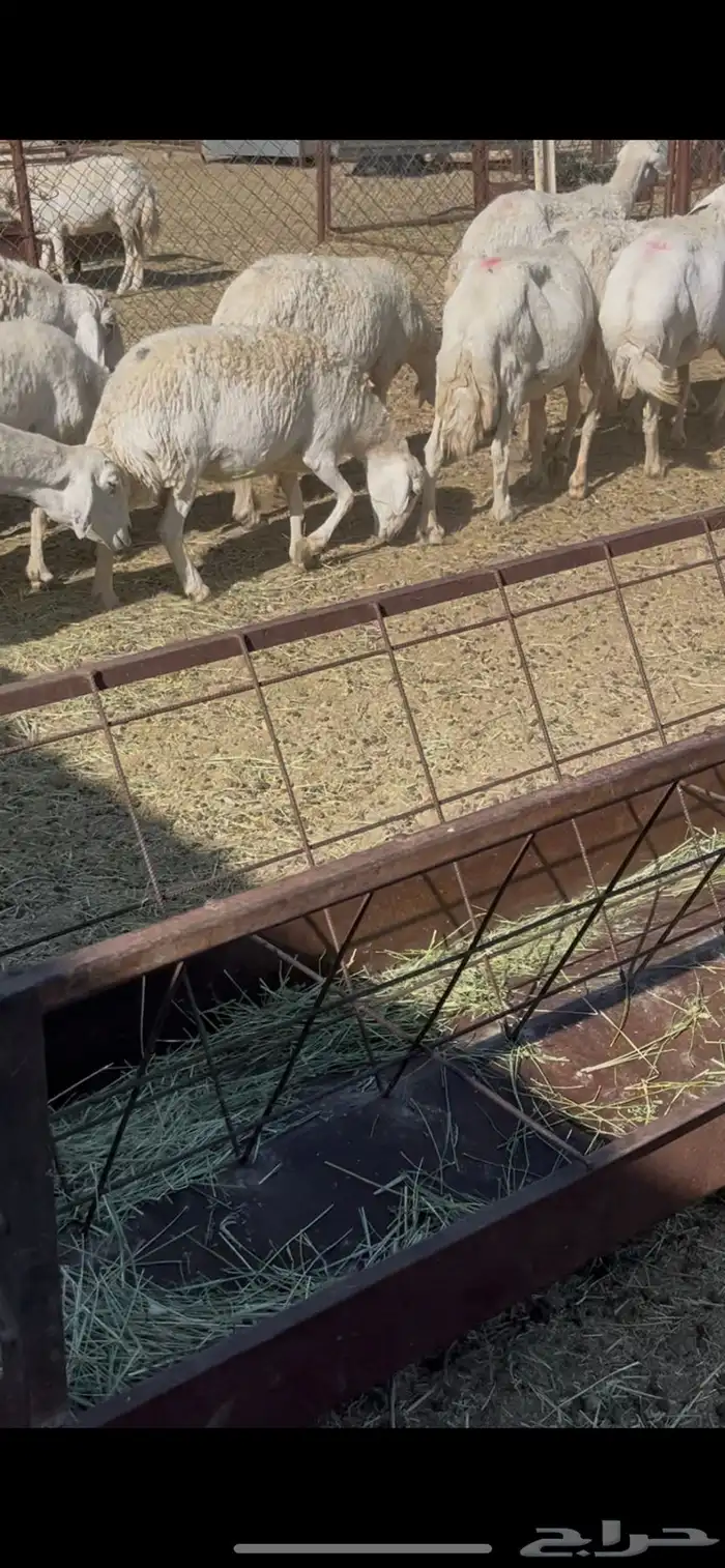 ضان دفيع 41 4