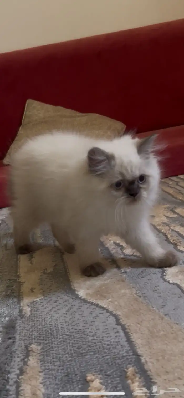 قطط للبيع مع اغراضها 3