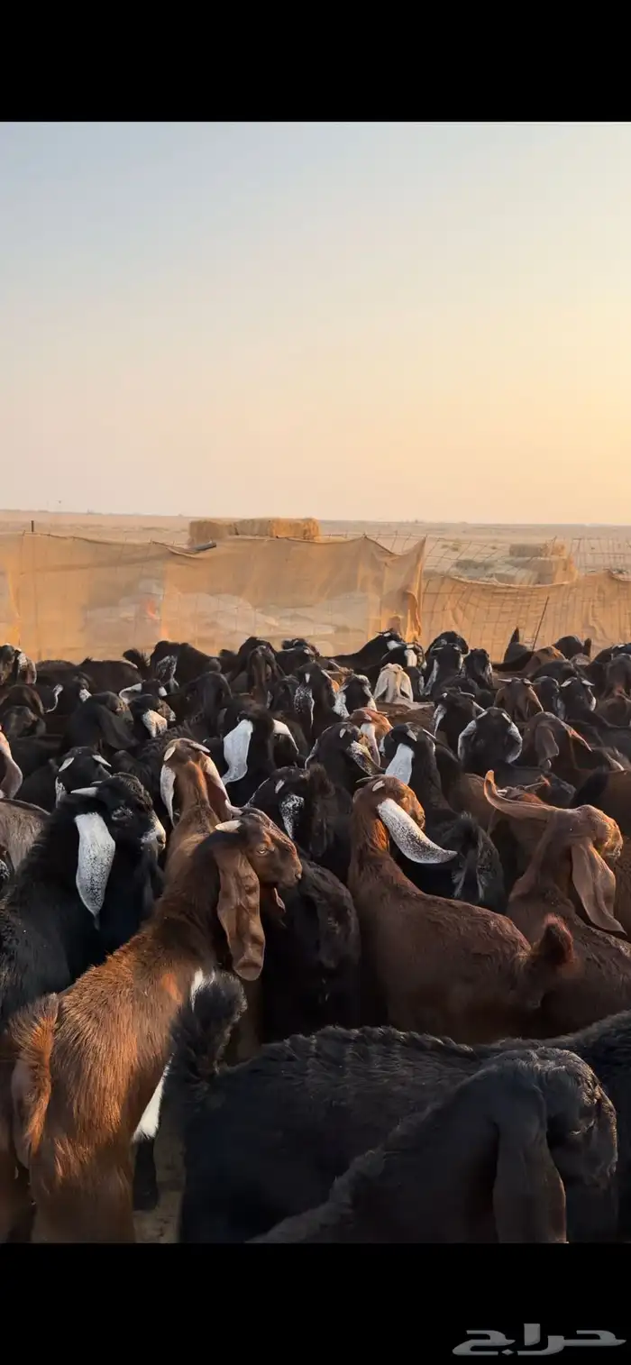 معزا مراح للبيع 11