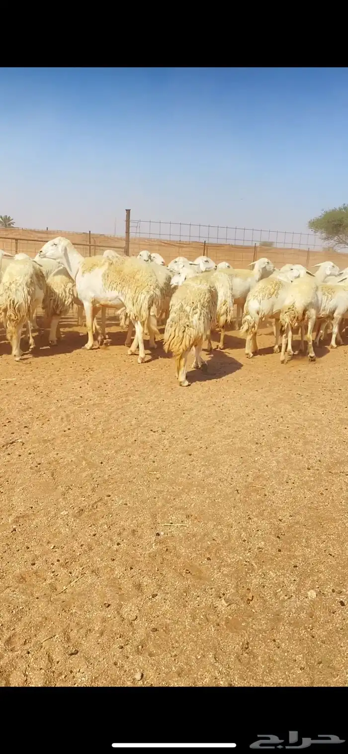 غنم حريات حرش وبره ملكية مراح واحد صنف الصنف 17