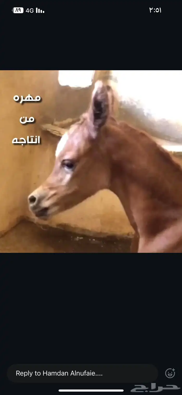 اتاحة فحل لوجه الله 8