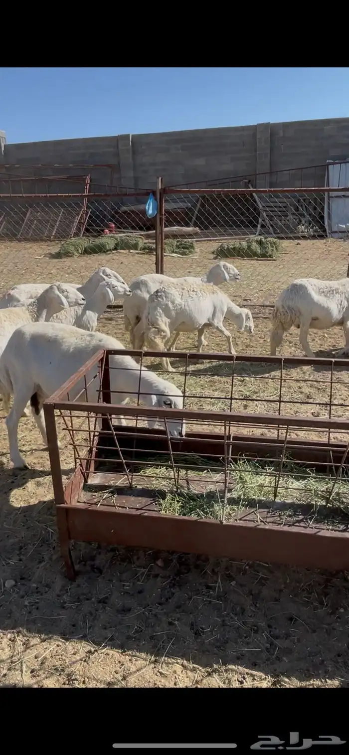 ضان دفيع 41 7