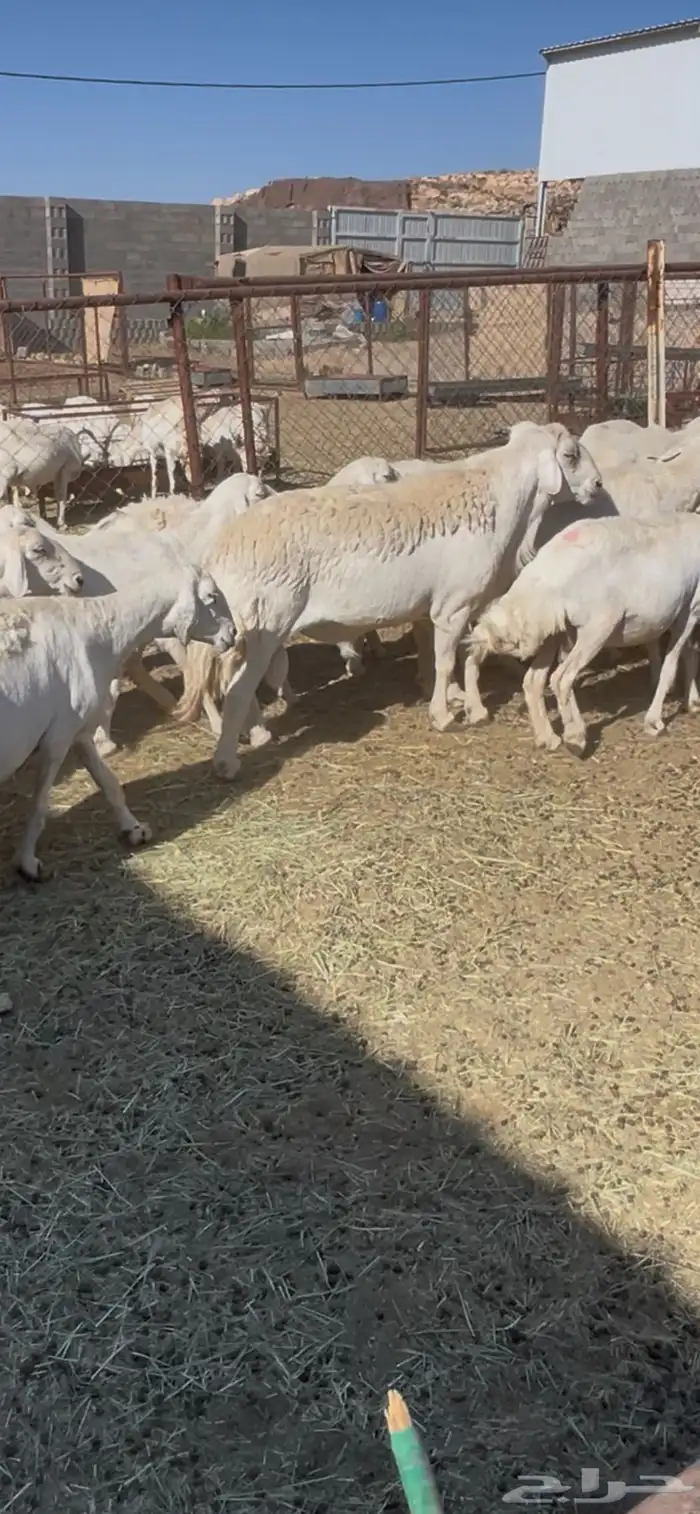 ضان دفيع 41 2