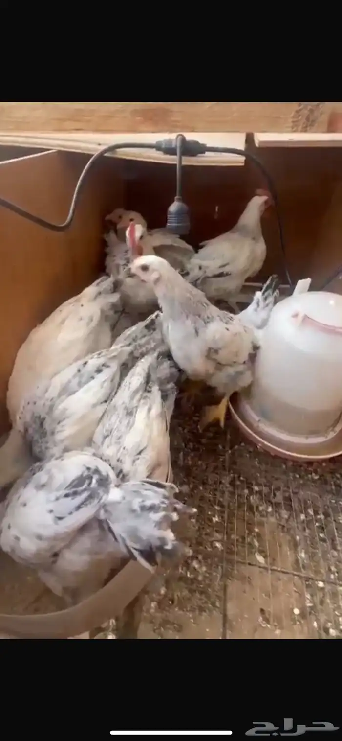 صوص فرنسي كولومبي 2