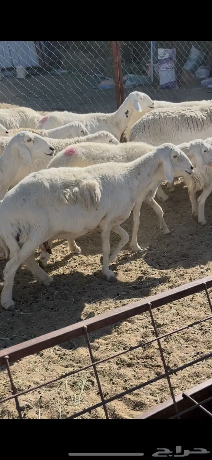 ضان دفيع 41 15