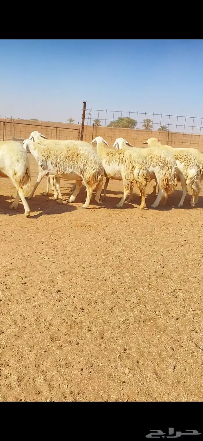 غنم حريات حرش وبره ملكية مراح واحد صنف الصنف 14