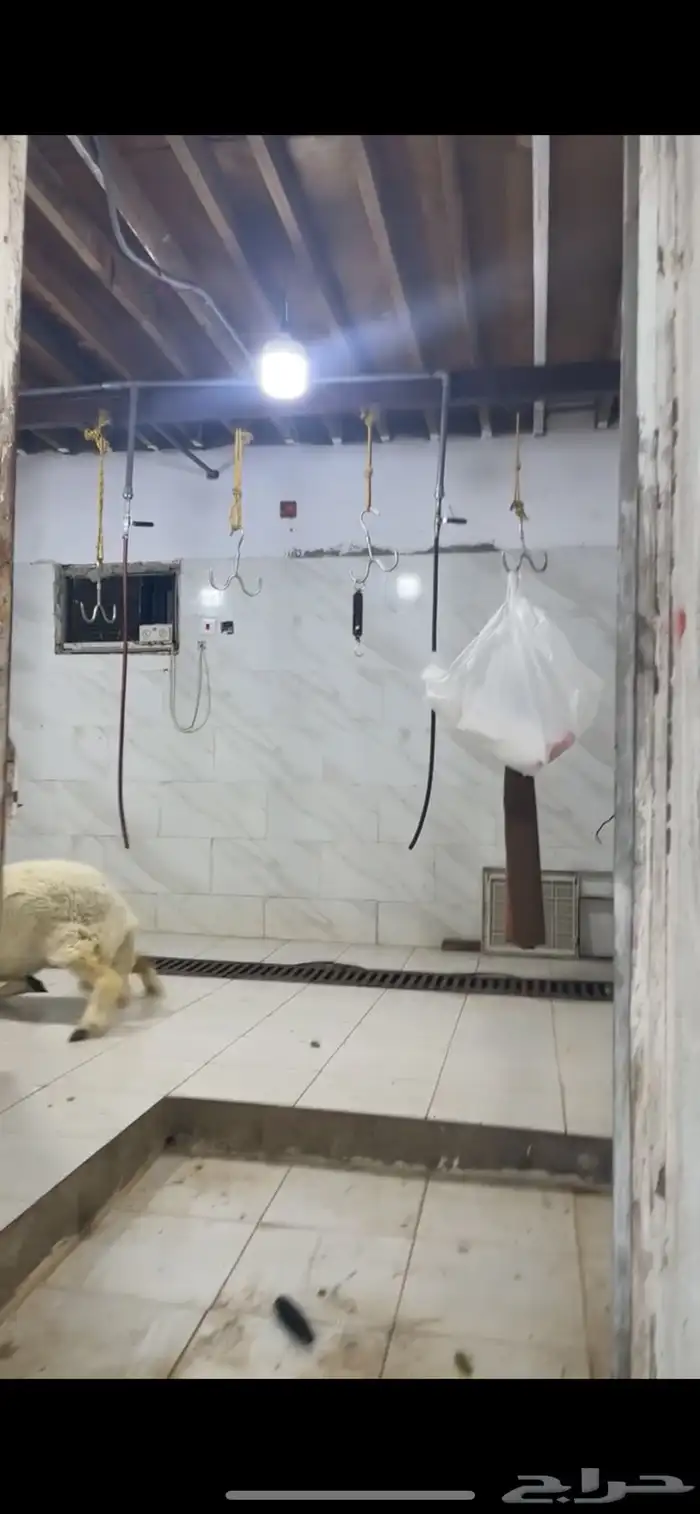 شبوك حضائر اغنام جاهزه للايجار شمال جده 1