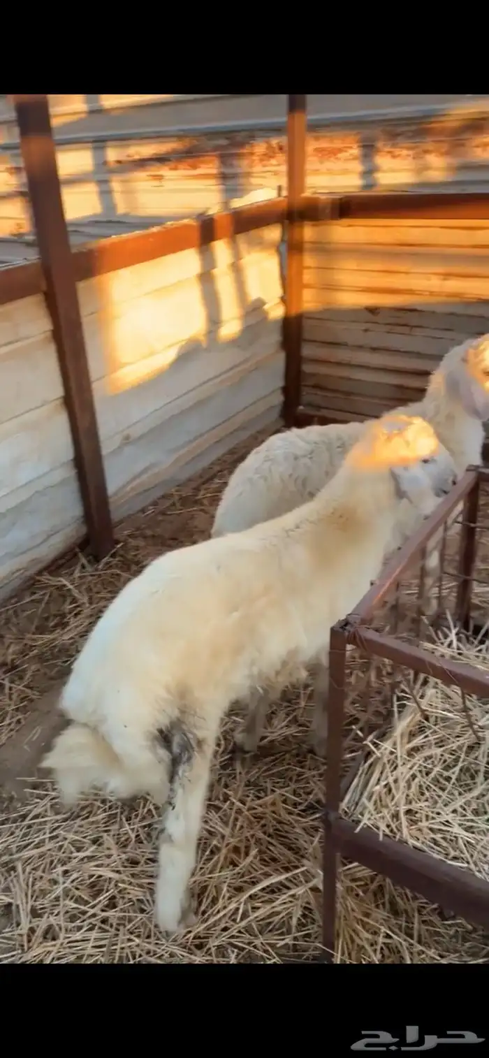 خروفين حرية 0