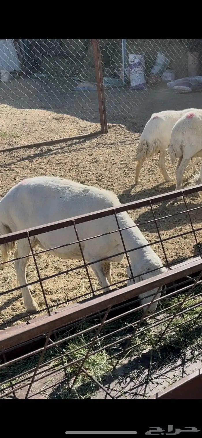 ضان دفيع 41 11