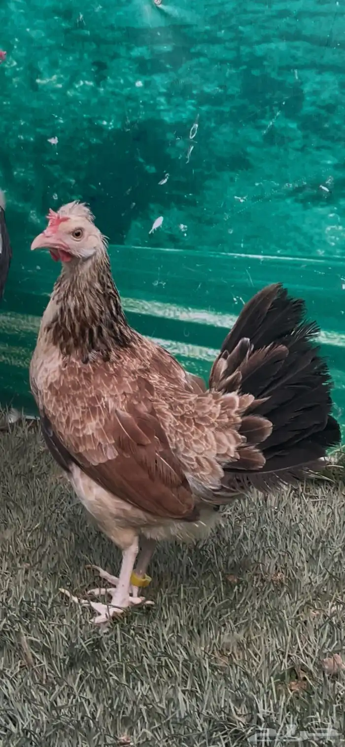 دجاج دندراوي عربي اصيل . ترثه . سلالة نقية الدم . 3