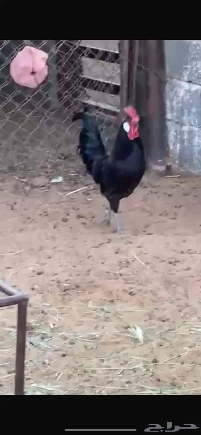 دجاج اسود صافي 0