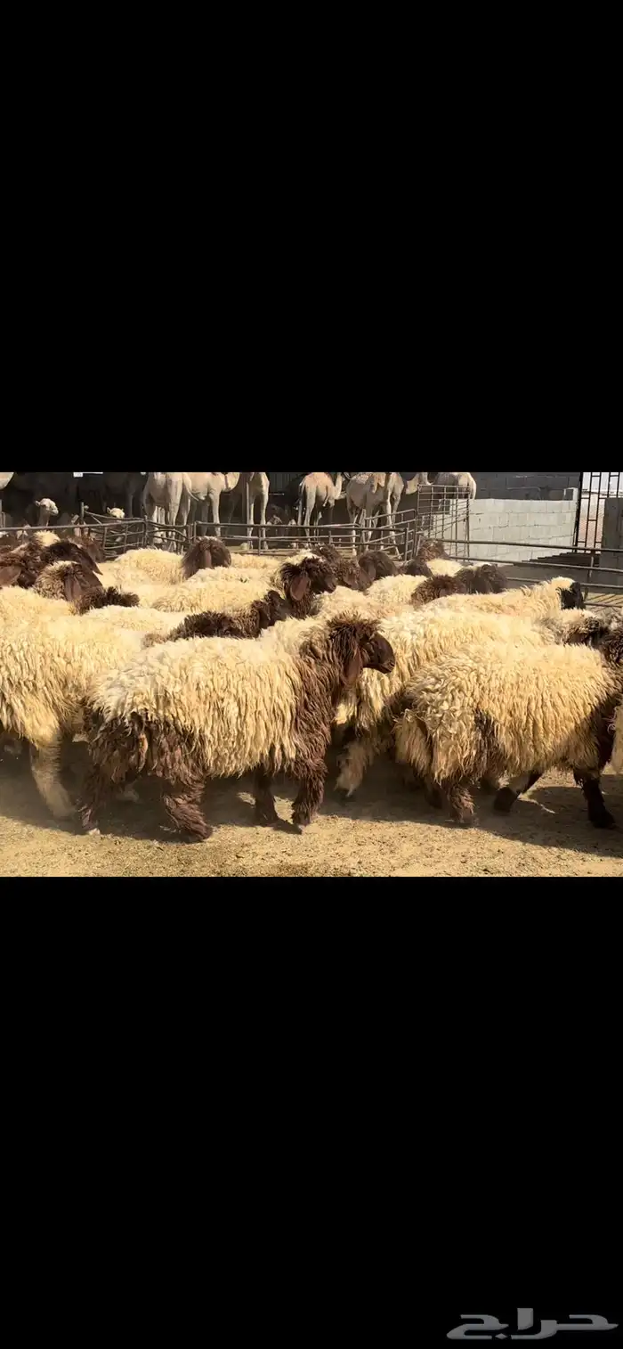 جذعات نعيم فاخره 4