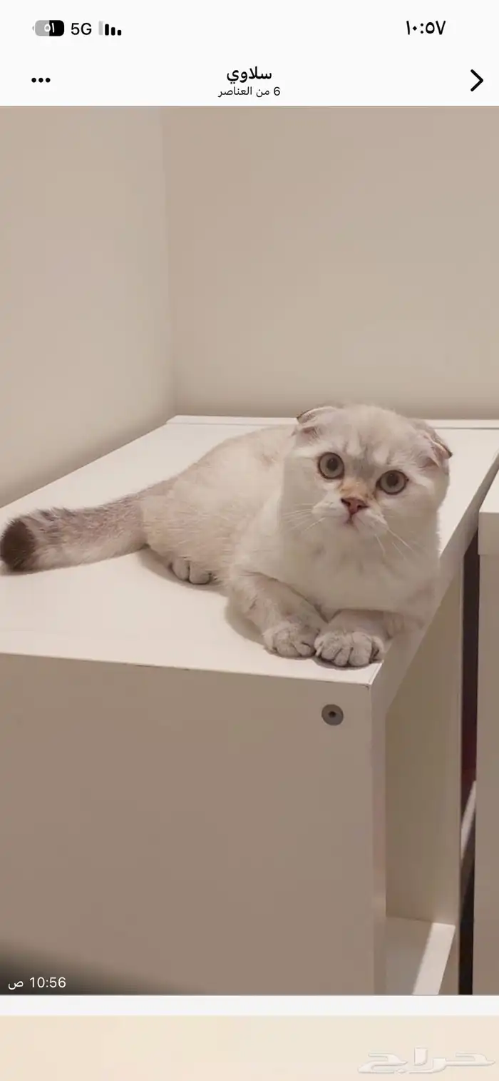 اوتيل قطط عناية علاج. 2