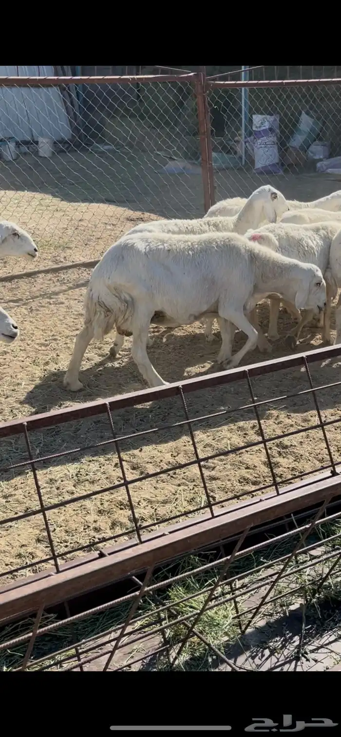 ضان دفيع 41 13