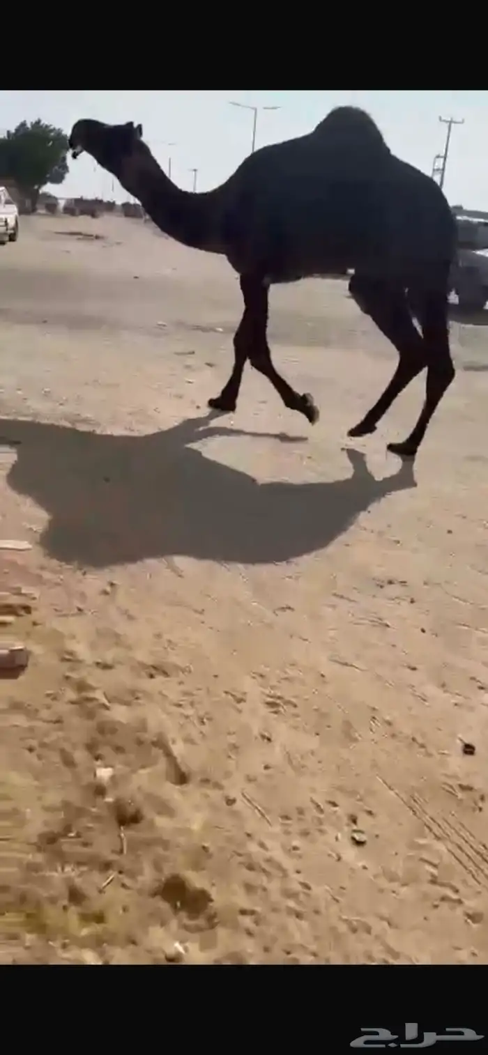 بعير منتج وشكل وسلاله 0