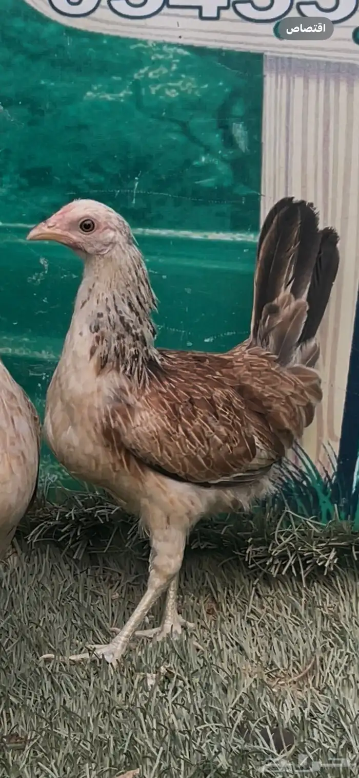 دجاج دندراوي عربي اصيل . ترثه . سلالة نقية الدم . 4