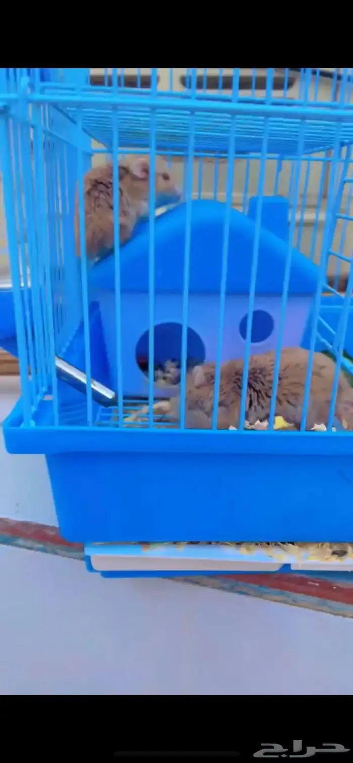 همستر سوري مع فراخه 1