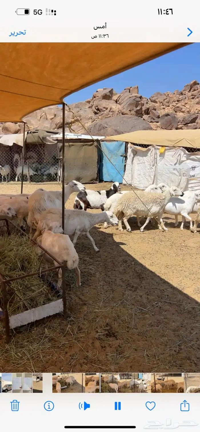 غنم دفيع حريه ورفيد 5