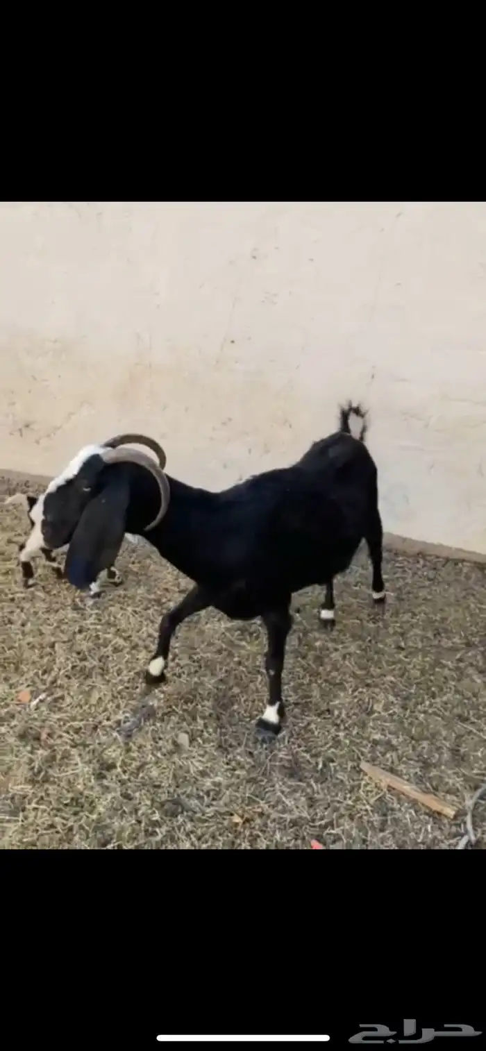 عنز سديس معها اثنين للبيع 0