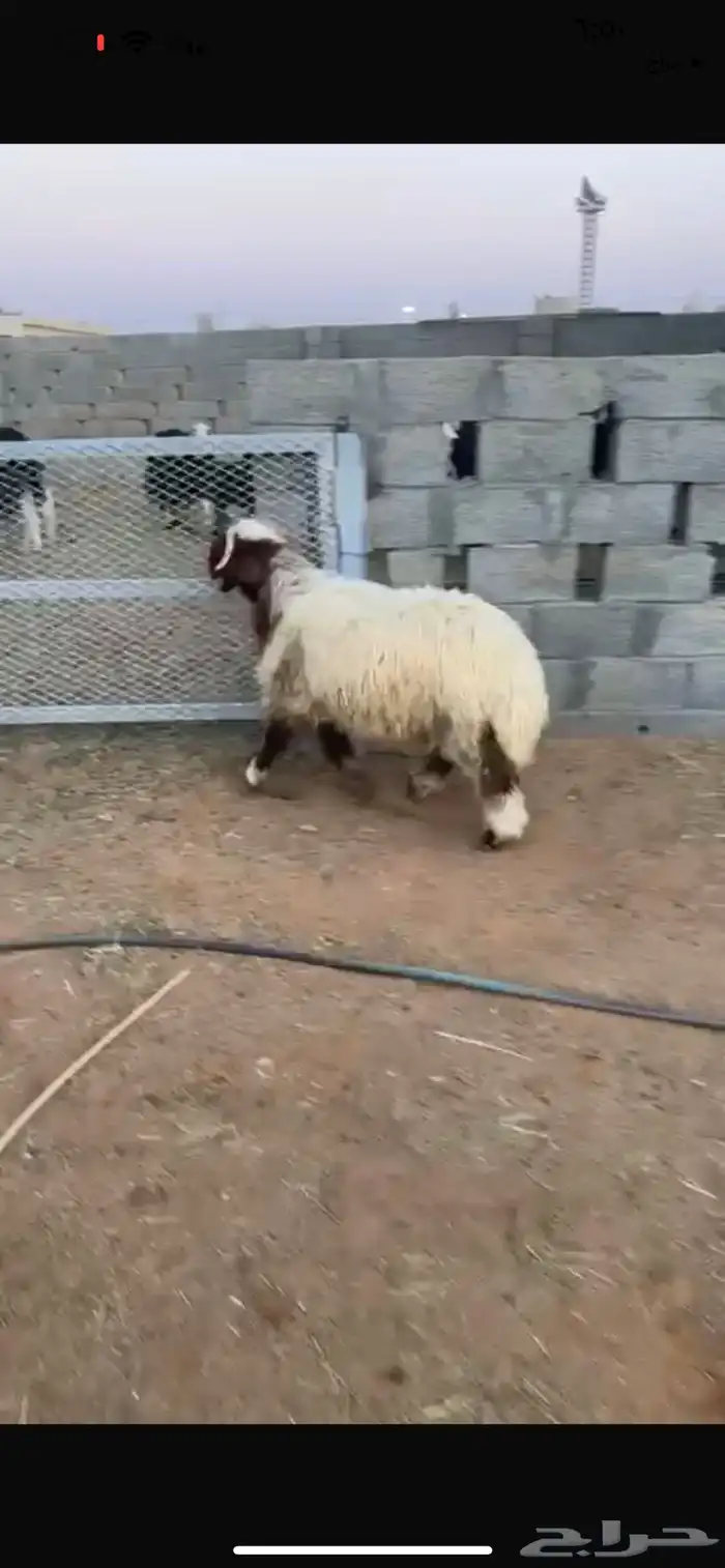 نعيمي جذع فاخر 2