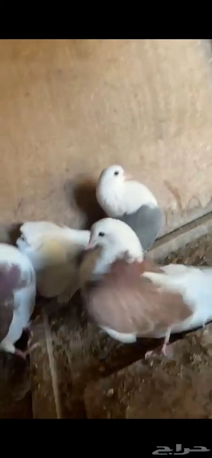 حمام للبيع 2