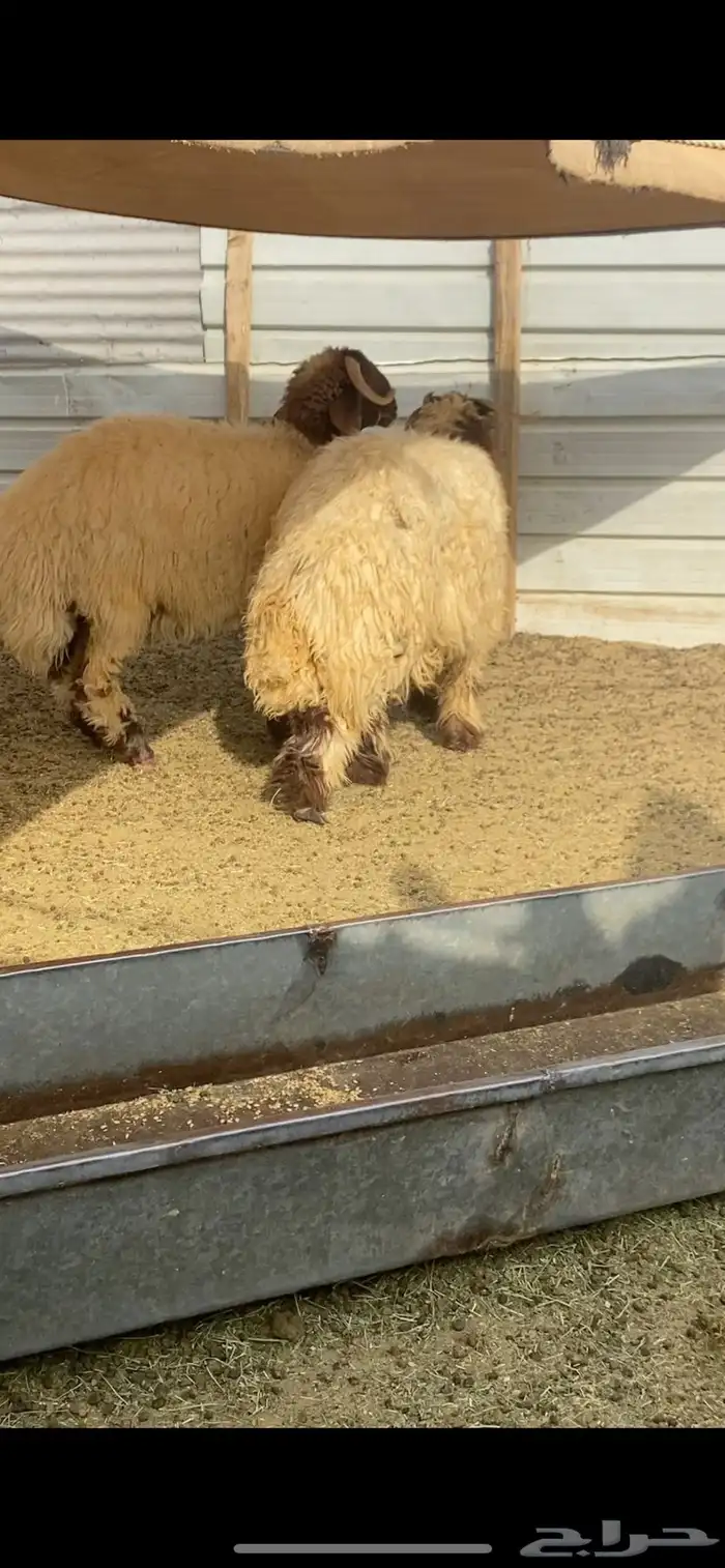 ذبيحتك إلى باب بيتك 2