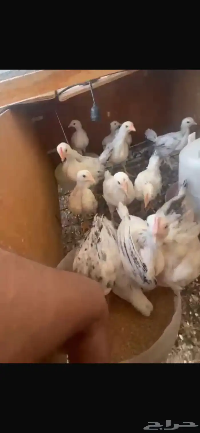 صوص فرنسي كولومبي 0