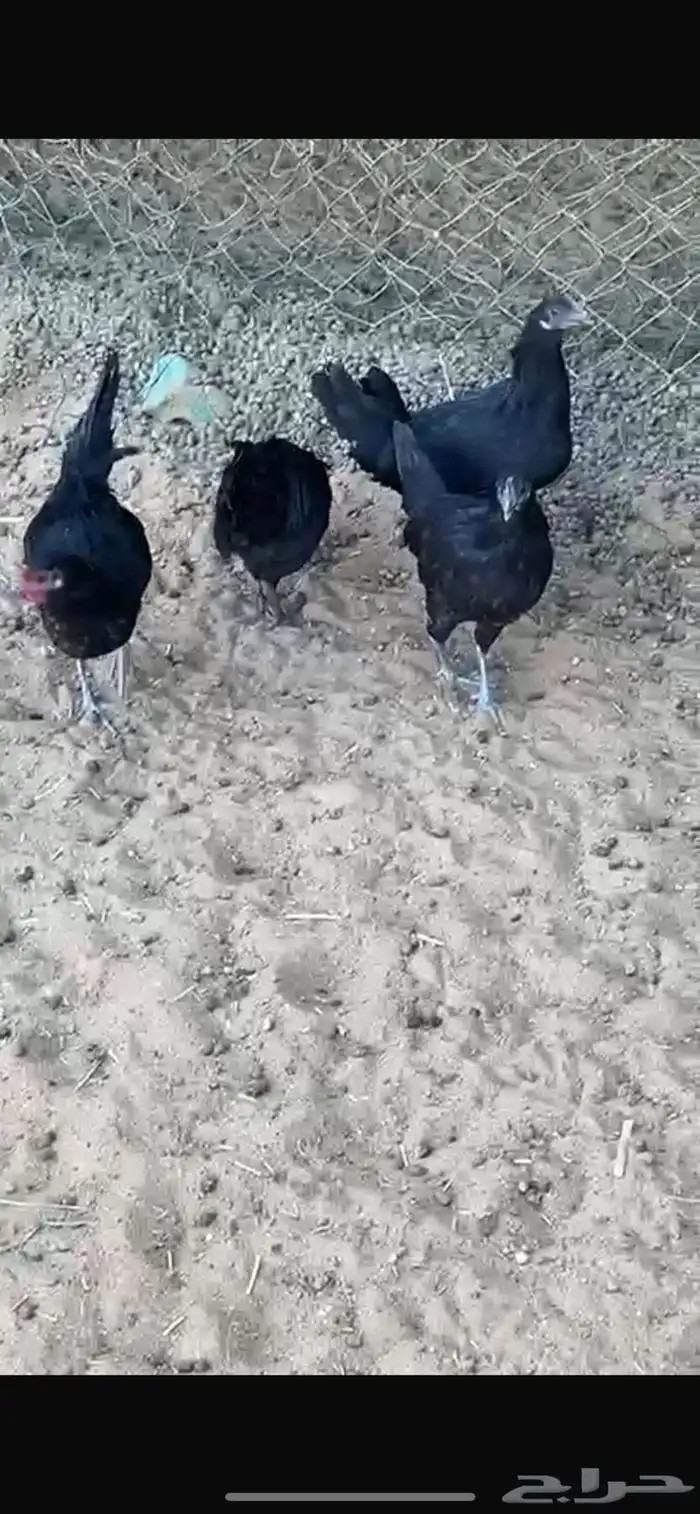 دجاج اسود صافي 4