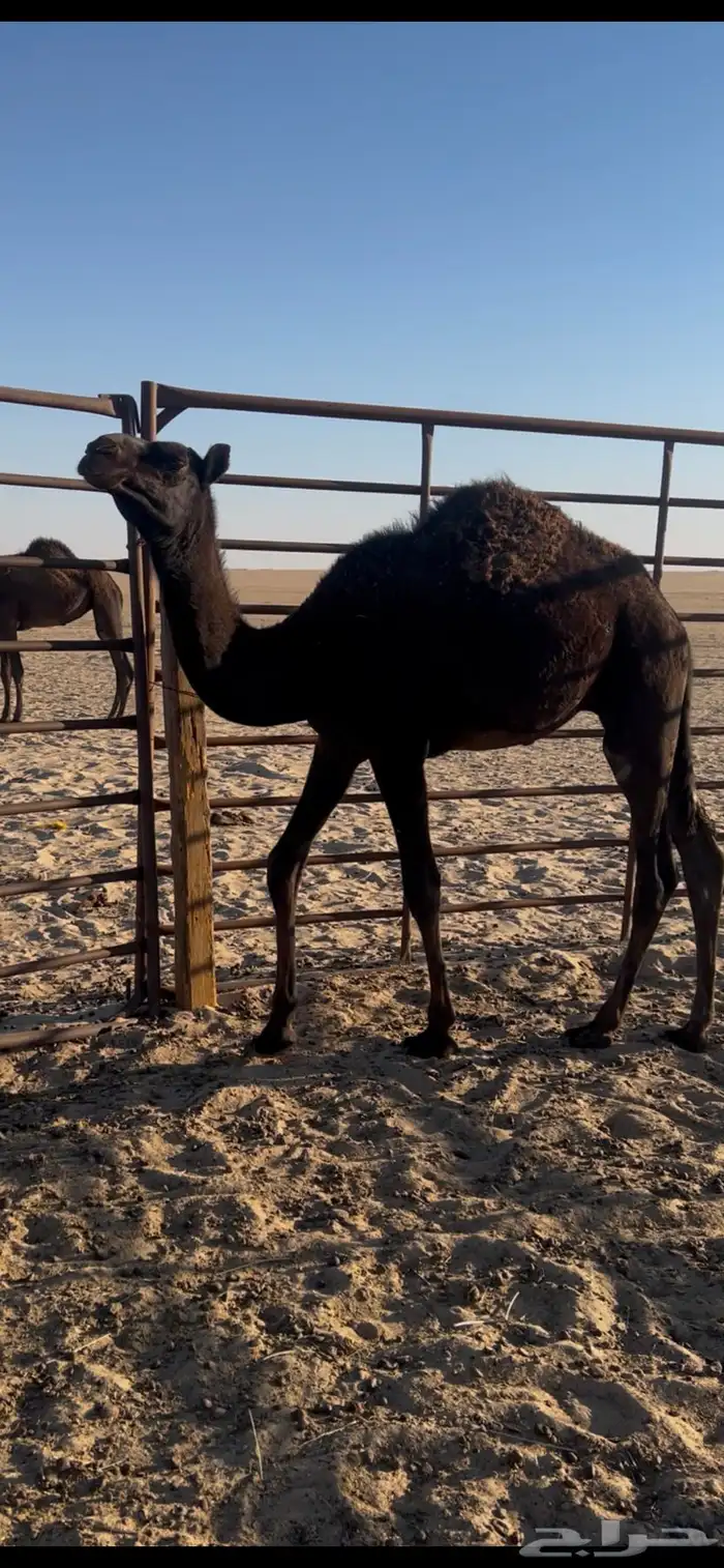 قعود مجهم قصب 1