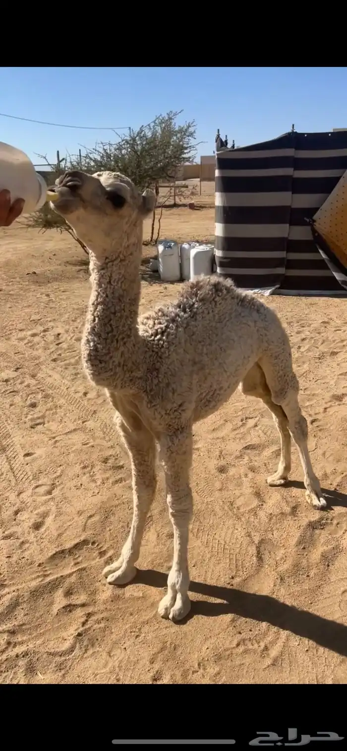 بكره ضيار عمر شهر ونص 0