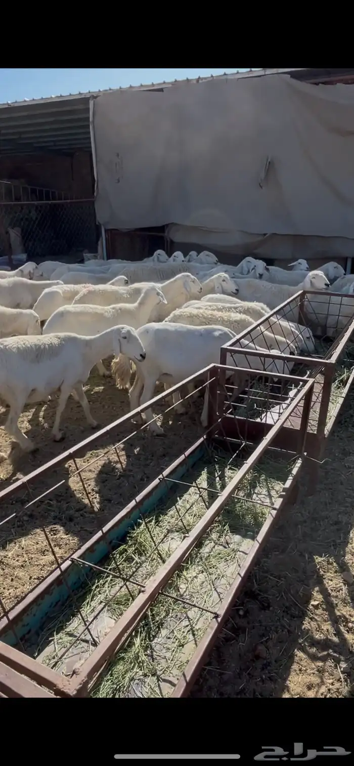 ضان دفيع 41 1